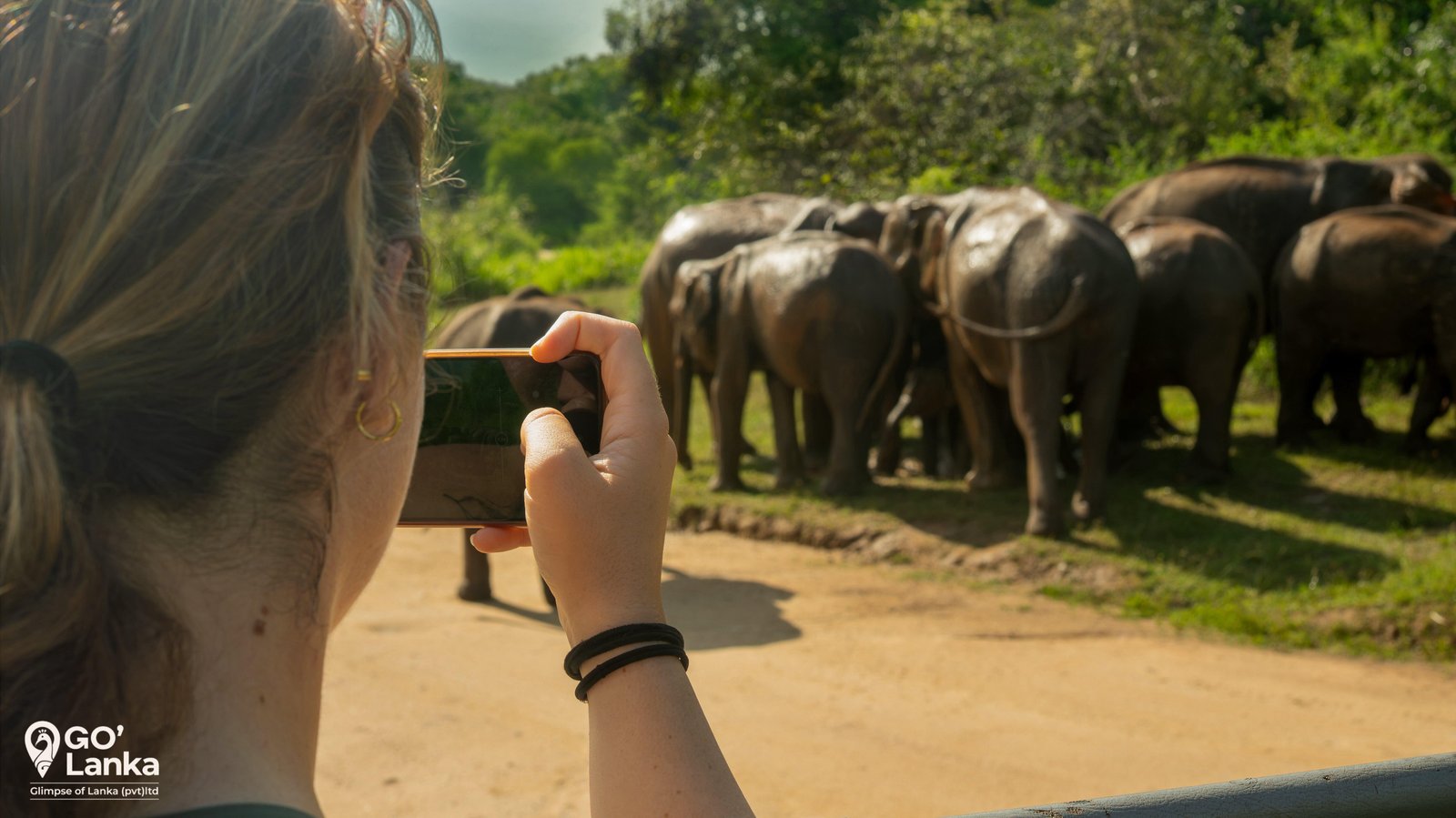 Wild Safari
