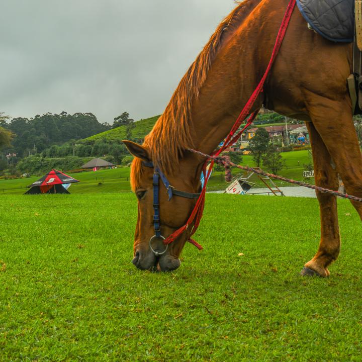 Kandy to Nuwara Eliya
