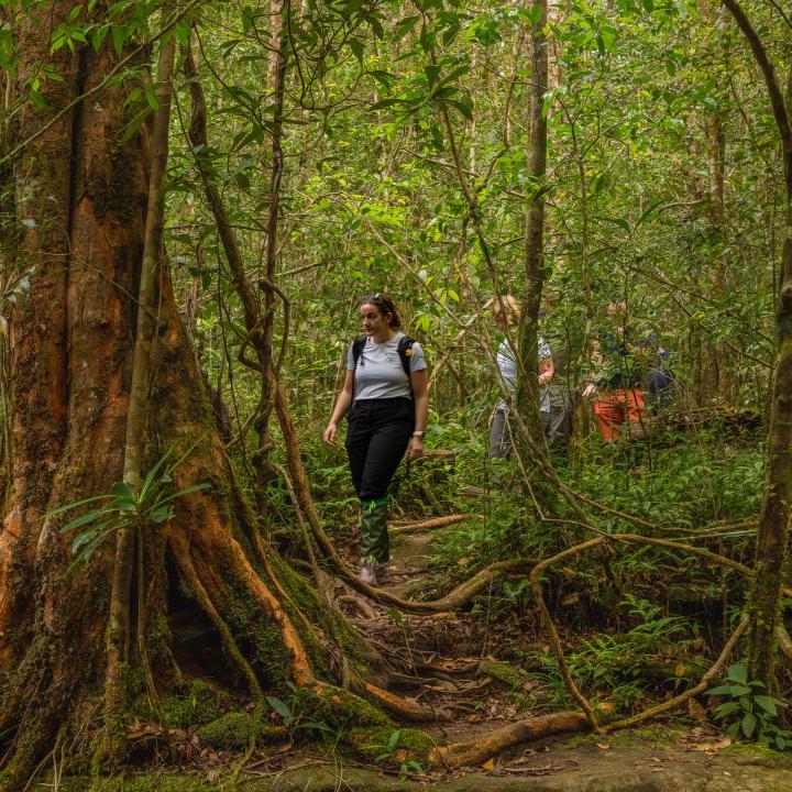 Rainforest Trekking in Sinharaja