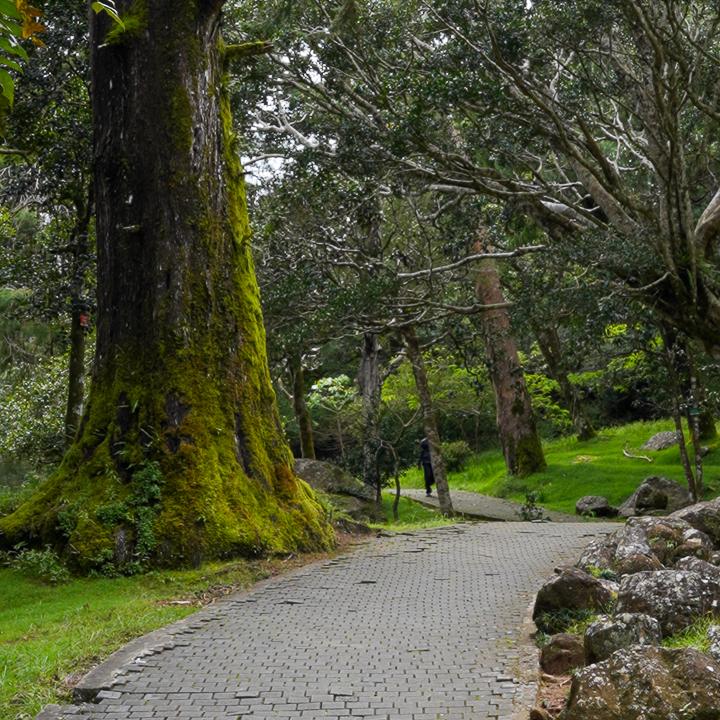 Kandy Botanical Garden