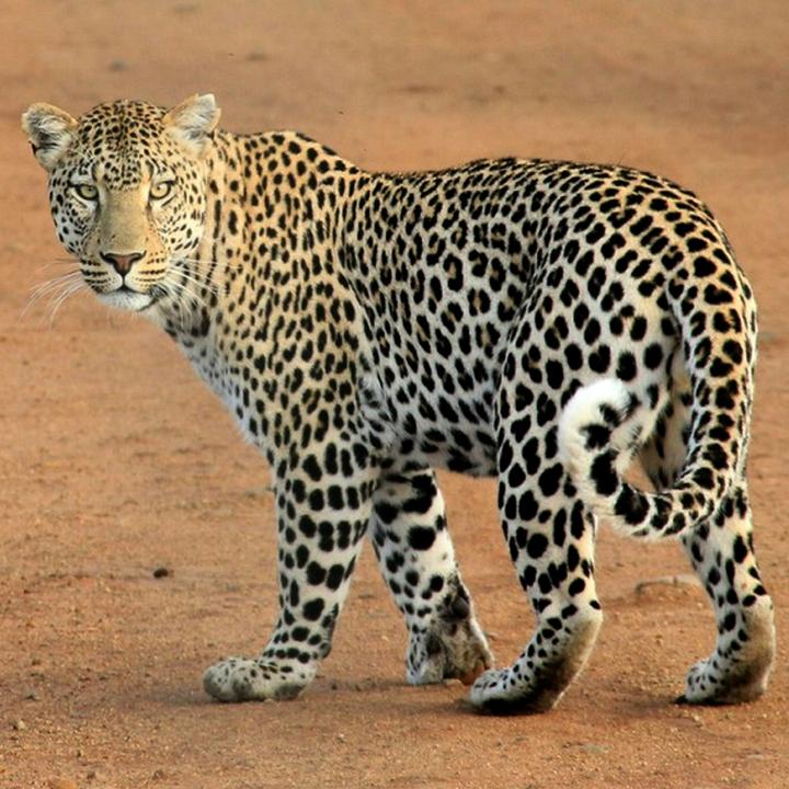 Day 10 – Yala Safari (Full Day)