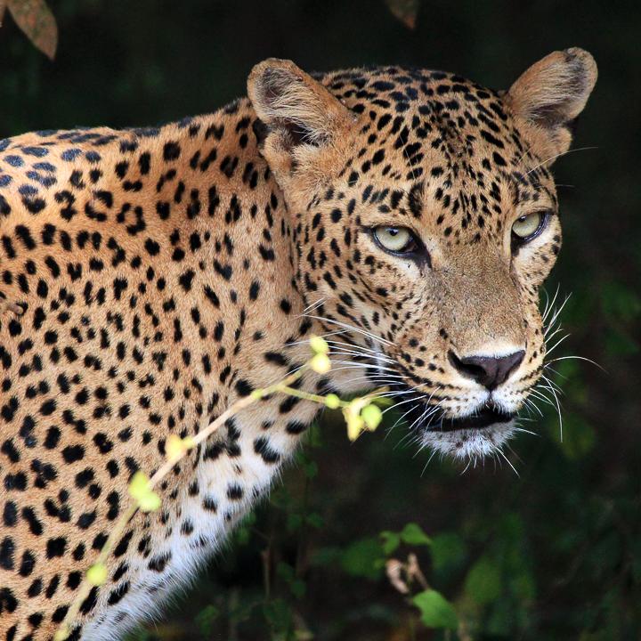 Day 3 – Wilpattu Safari