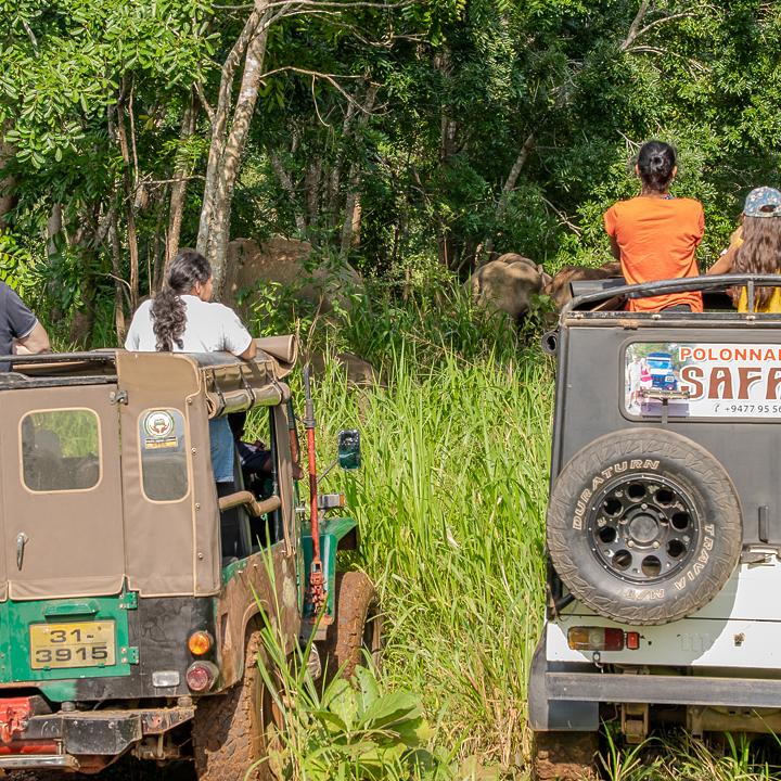 Day 15 – Udawalawe Safari
