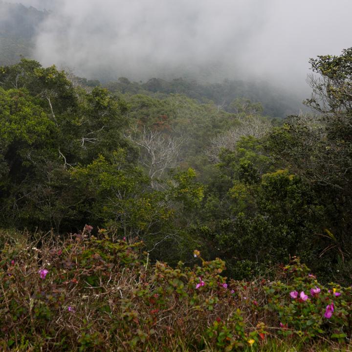 Day 16 – Ohiya