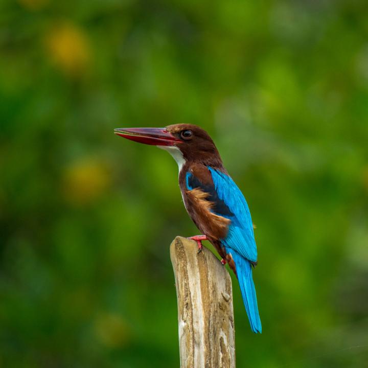 Day 6 – Gal Oya Boat Safari