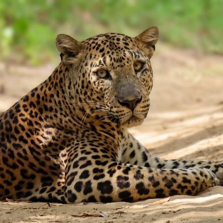 Day 11 – Yala Safari (Full Day)